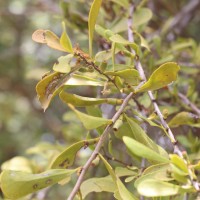 Taxillus cuneatus (B.Heyne) Danser